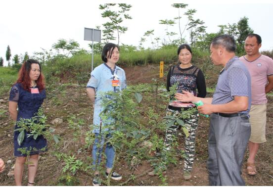 图为代表小组在太安村椒农的花椒地里调研